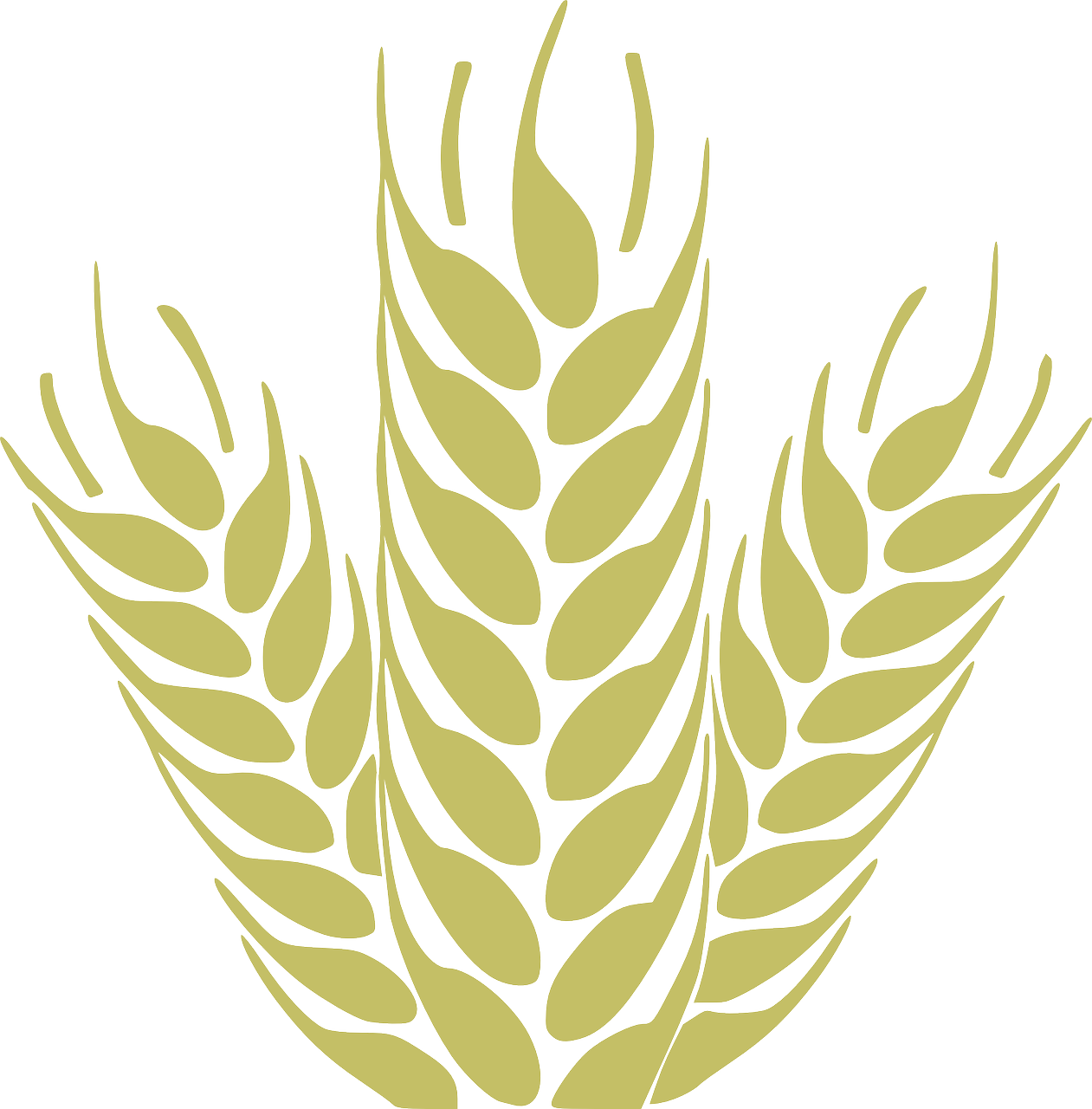corn, grain, spica-161629.jpg