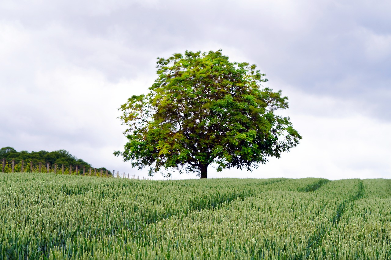 tree, grain field, wheat field-7227520.jpg